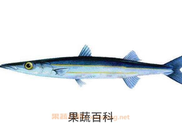 长鱼的功效与作用