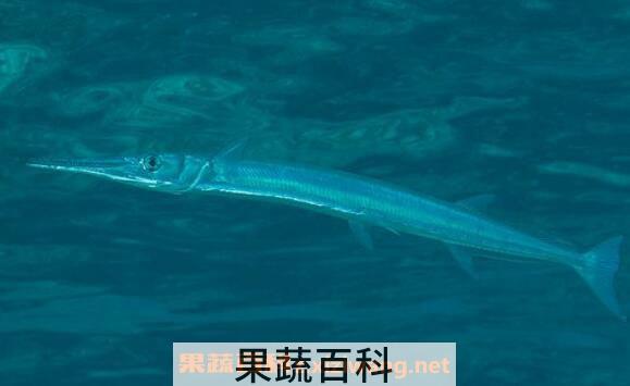 长鱼的功效与作用