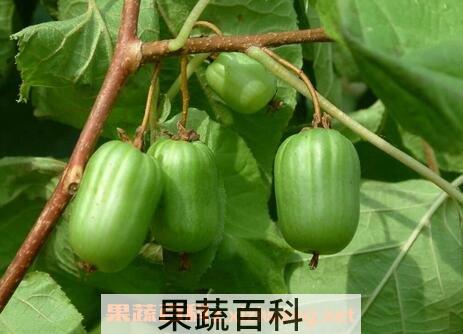狗枣子的营养价值