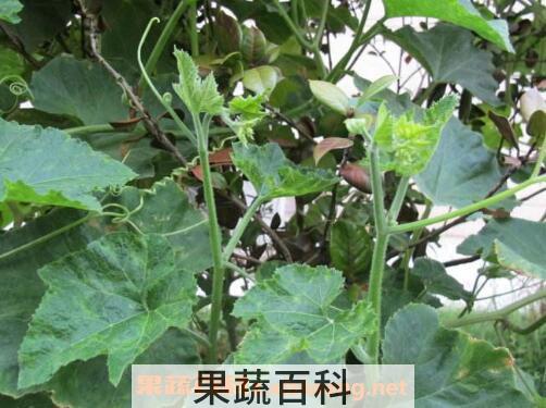 南瓜藤怎么去皮 南瓜藤怎么做好吃