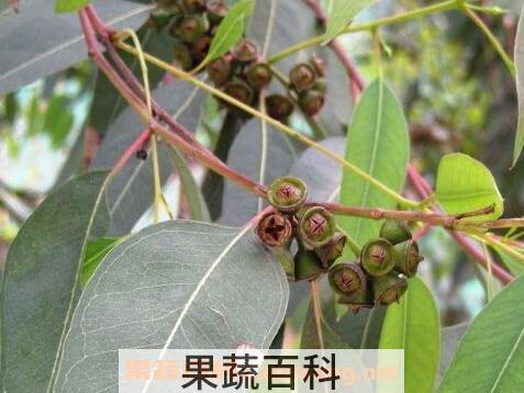蓝桉果实的功效和好处