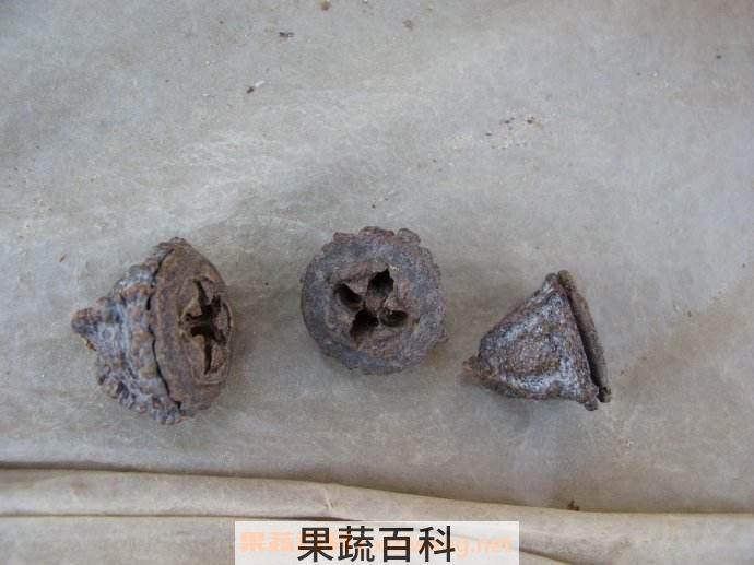 蓝桉果实