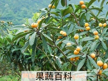 枇杷根的功效与作用及食用方法