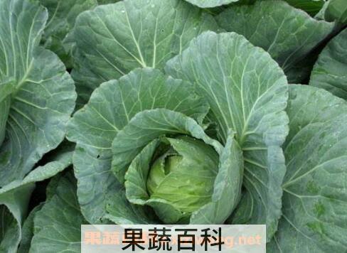 结球甘蓝的营养成分表 结球甘蓝的食用方法