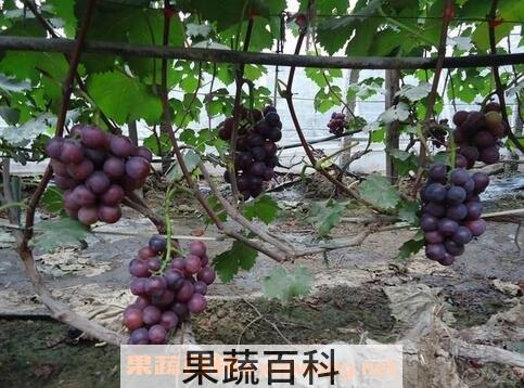 紫藤葡萄的养殖方法和病虫害防治