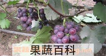 紫藤葡萄