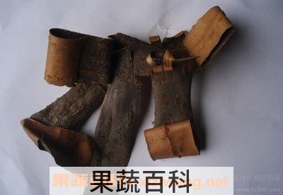 枣树皮