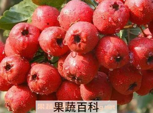 哪些水果能降血脂 常吃5种水果降血脂