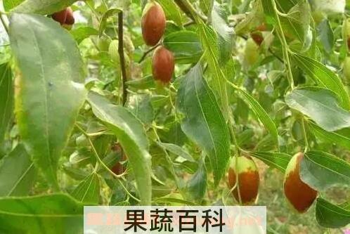 菱枣的营养价值有哪些