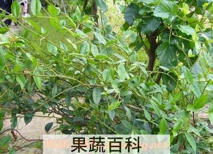 五指毛桃的功效与作用及食用方法