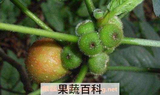 五指毛桃