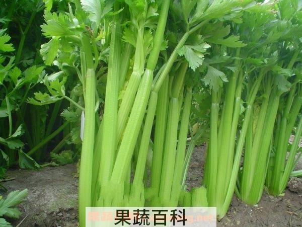 西芹营养