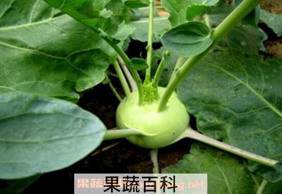 苤蓝的营养价值及禁忌