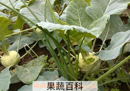 苤蓝的营养价值及禁忌