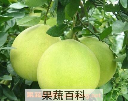 酸柚的功效与作用