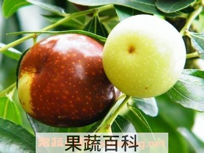 青枣子