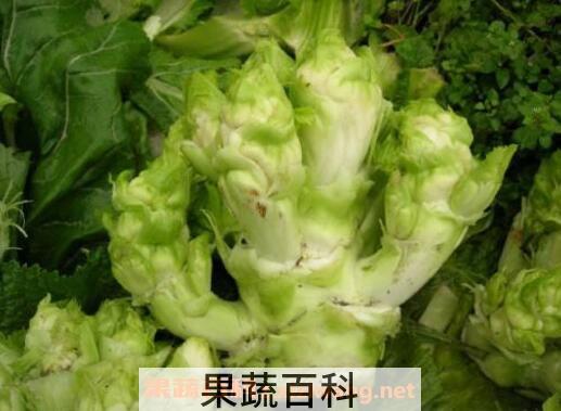 抱子芥的功效与作用 抱子芥哪些人不能吃
