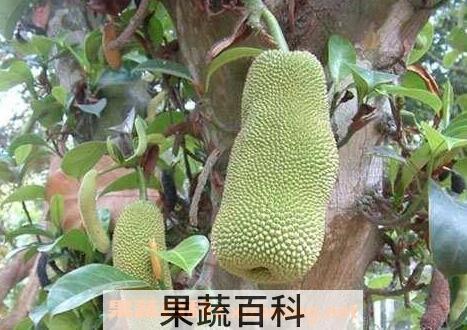尖蜜拉的功效与营养价值