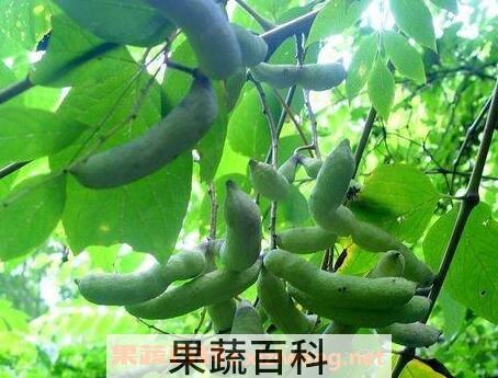 猫儿屎果好吃么 猫儿屎果怎么吃