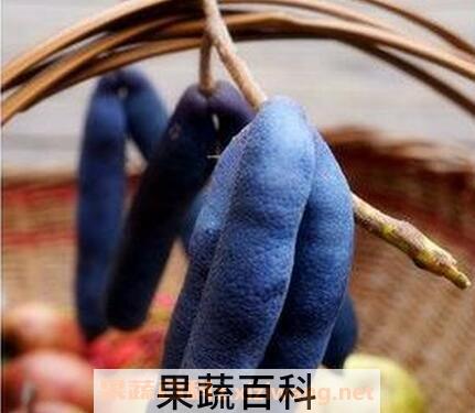 猫儿屎果好吃么 猫儿屎果怎么吃