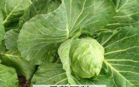 牛心甘蓝的功效与作用