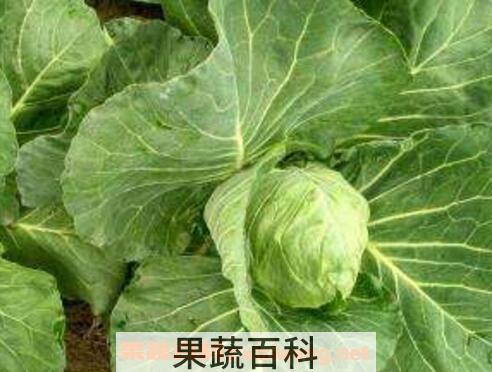 牛心甘蓝的功效与作用