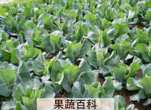 牛心甘蓝的功效与作用