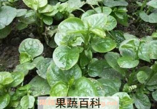 木耳菜的功效与作用及禁忌