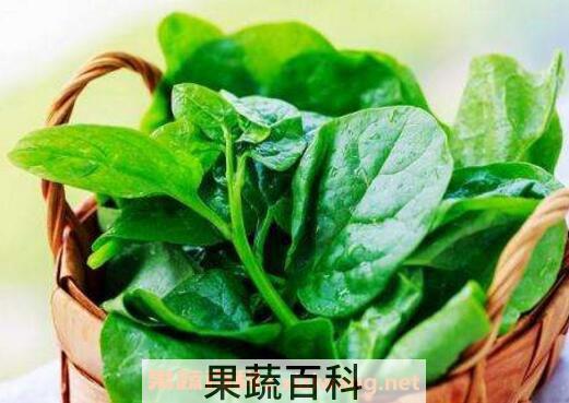 木耳菜的功效与作用及禁忌