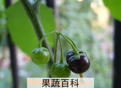 龙葵果能降血压吗 龙葵果的药用价值 