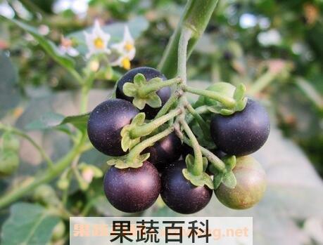 龙葵果能降血压吗 龙葵果的药用价值 
