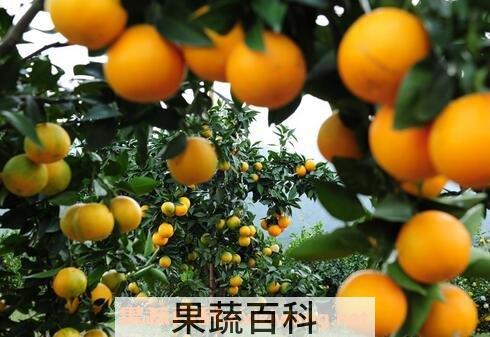 药橙怎么吃效果最好 药橙的吃法技巧