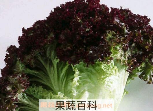 紫叶生菜和生菜的区别 紫叶生菜怎么吃