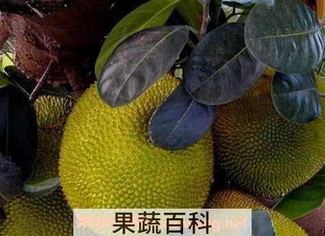 尖蜜拉跟菠萝蜜的区别