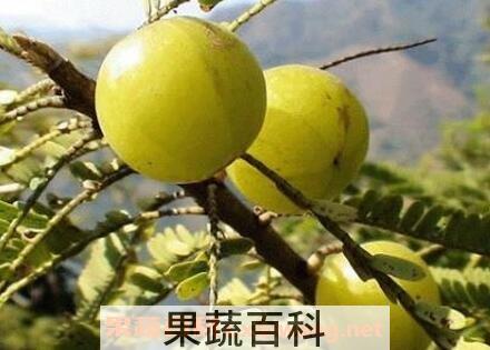 牛甘果酒的功效与作用