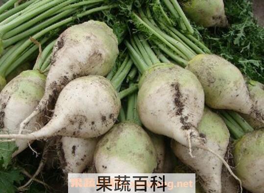芥菜头如何腌制 芥菜头腌制的做法大全