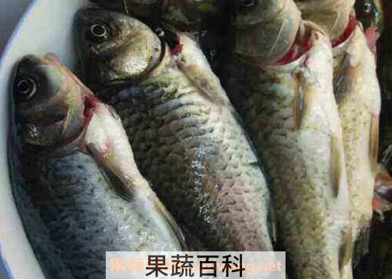 杂鱼的功效与作用