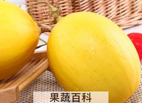 金蜜瓜的功效与作用