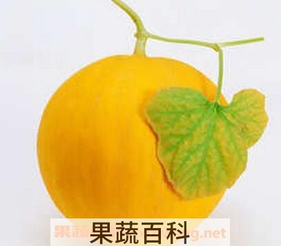 金蜜瓜的功效与作用