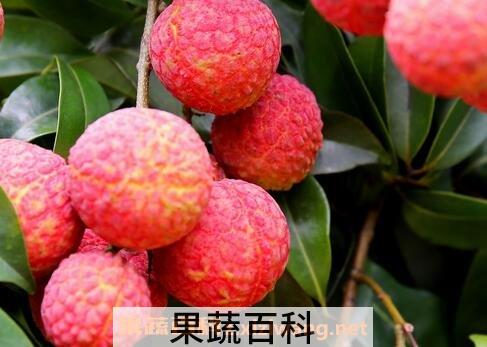 荔枝根的功效与作用