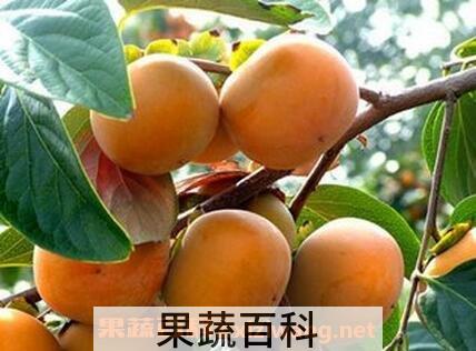 金钱柿子的营养价值