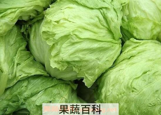 球生菜的功效与作用
