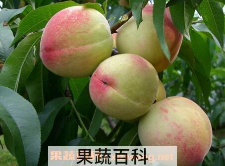 硬桃子的功效与作用