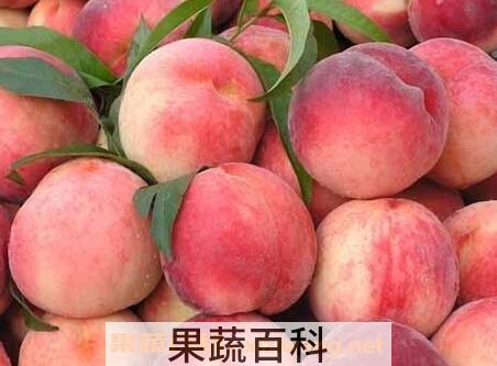 硬桃子的功效与作用