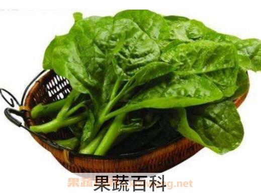 木耳菜的副作用 木耳菜怎么吃好