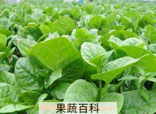 木耳菜的副作用 木耳菜怎么吃好