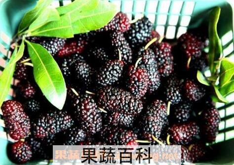 桑葚的功效与作用 桑葚的药用价值