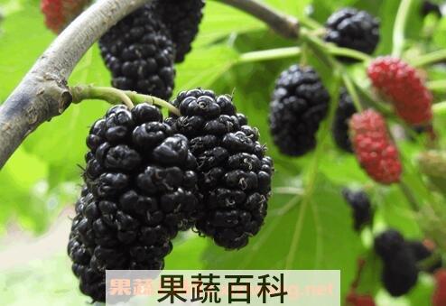 桑葚的功效与作用 桑葚的药用价值