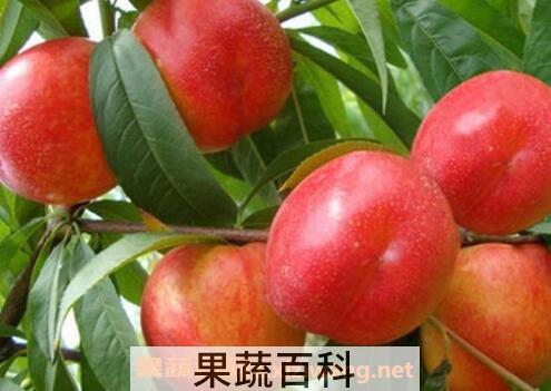 油桃的功效与作用 油桃的药用价值