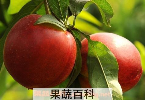 油桃的功效与作用 油桃的药用价值